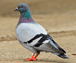 გარეული მტრედი (Columba livia)