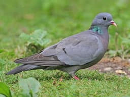 გულიო (გვიძინი) (Columba oenas)