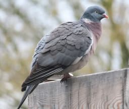 ქედანი (Columba palumbus)