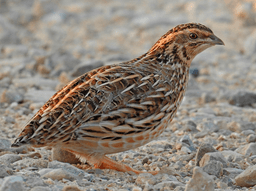 მწყერი (Coturnix)
