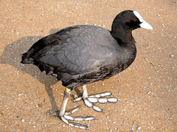 მელოტა (Fulica atra)