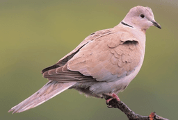 საყელოიანი გვრიტი (Streptopelia decaocto)